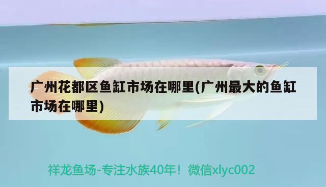 廣州花都區(qū)魚缸市場在哪里(廣州最大的魚缸市場在哪里) 馬拉莫寶石魚