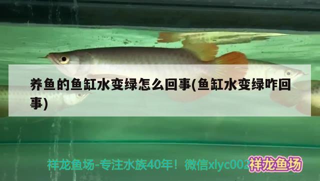 養(yǎng)魚的魚缸水變綠怎么回事(魚缸水變綠咋回事) 委內(nèi)瑞拉奧里諾三間魚苗