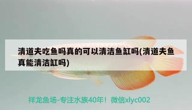 清道夫吃魚嗎真的可以清潔魚缸嗎(清道夫魚真能清潔缸嗎) 和尚魚