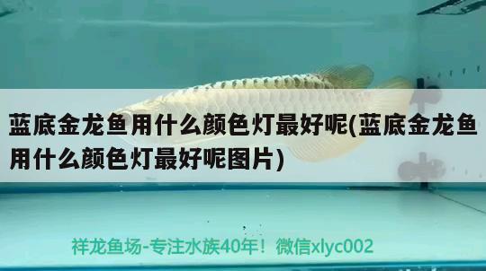 魚缸里面總長綠苔怎么辦（魚缸里面總長綠苔怎么辦呢）