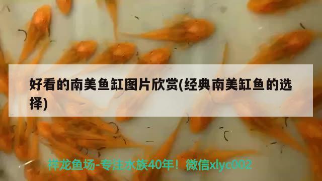 好看的南美魚缸圖片欣賞(經(jīng)典南美缸魚的選擇) 綠皮辣椒小紅龍