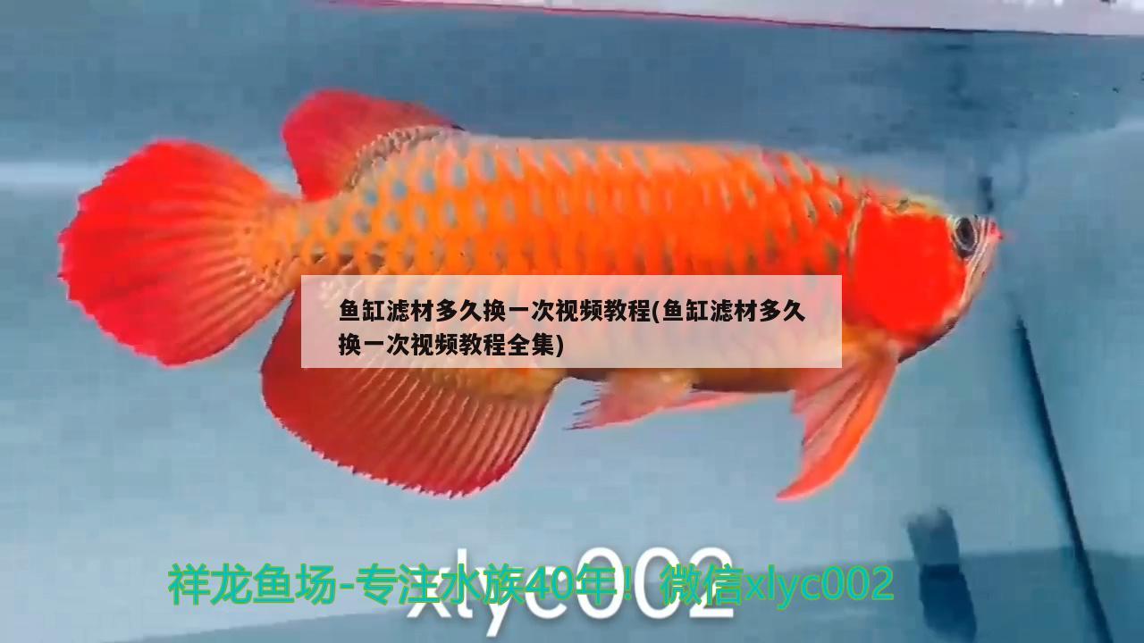 魚缸濾材多久換一次視頻教程(魚缸濾材多久換一次視頻教程全集) PH調(diào)節(jié)劑