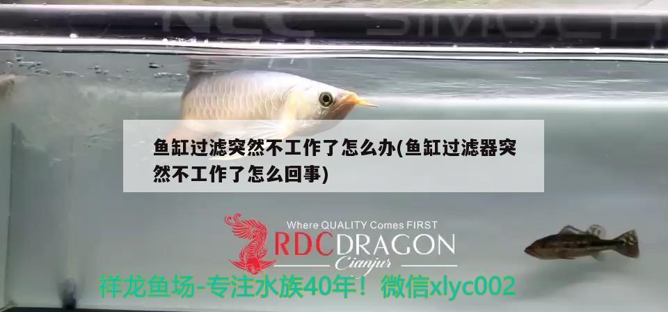 魚缸過濾突然不工作了怎么辦(魚缸過濾器突然不工作了怎么回事) 蝴蝶鯉