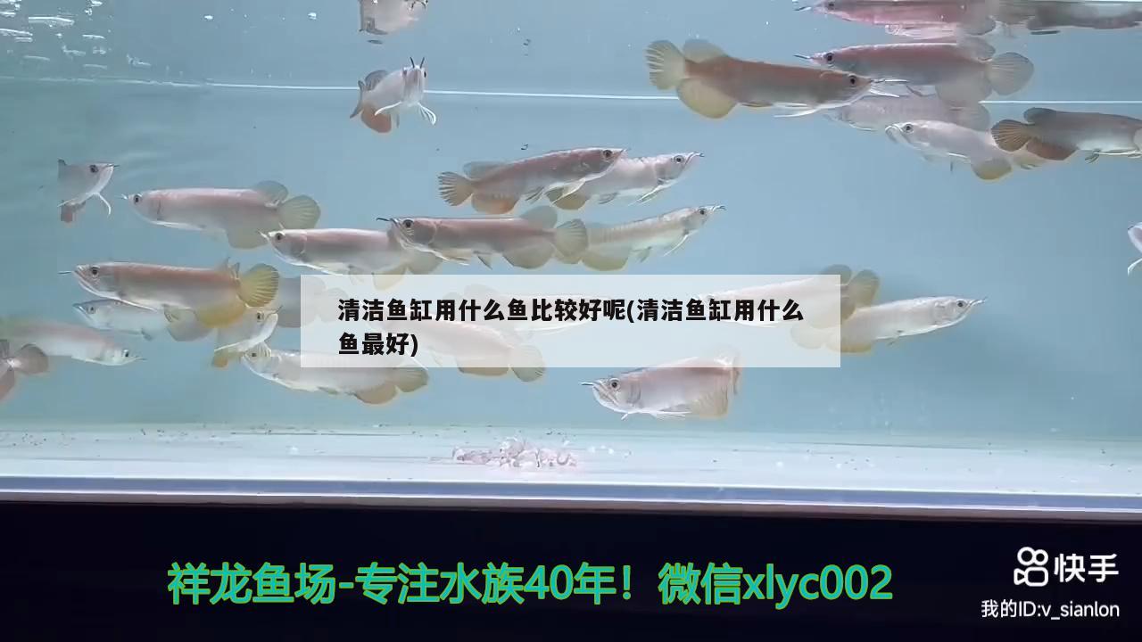 清潔魚缸用什么魚比較好呢(清潔魚缸用什么魚最好) 粗線銀版魚 第3張