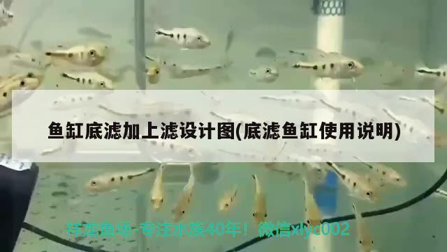 魚缸底濾加上濾設(shè)計(jì)圖(底濾魚缸使用說明) 斑馬鴨嘴魚