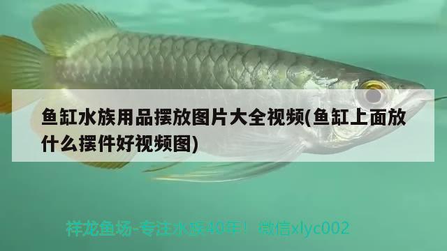 魚缸水族用品擺放圖片大全視頻(魚缸上面放什么擺件好視頻圖) 水族用品