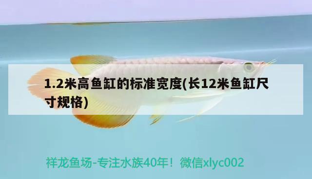 1.2米高魚缸的標(biāo)準(zhǔn)寬度(長12米魚缸尺寸規(guī)格) 白子關(guān)刀魚苗