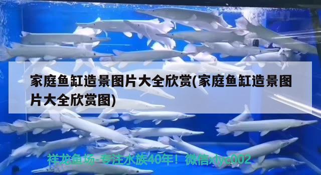 家庭魚缸造景圖片大全欣賞(家庭魚缸造景圖片大全欣賞圖) 祥龍魚場 第1張