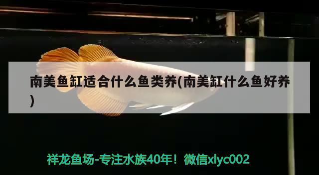 送禮為什么不能送魚缸，農(nóng)村庭院魚缸擺放位置