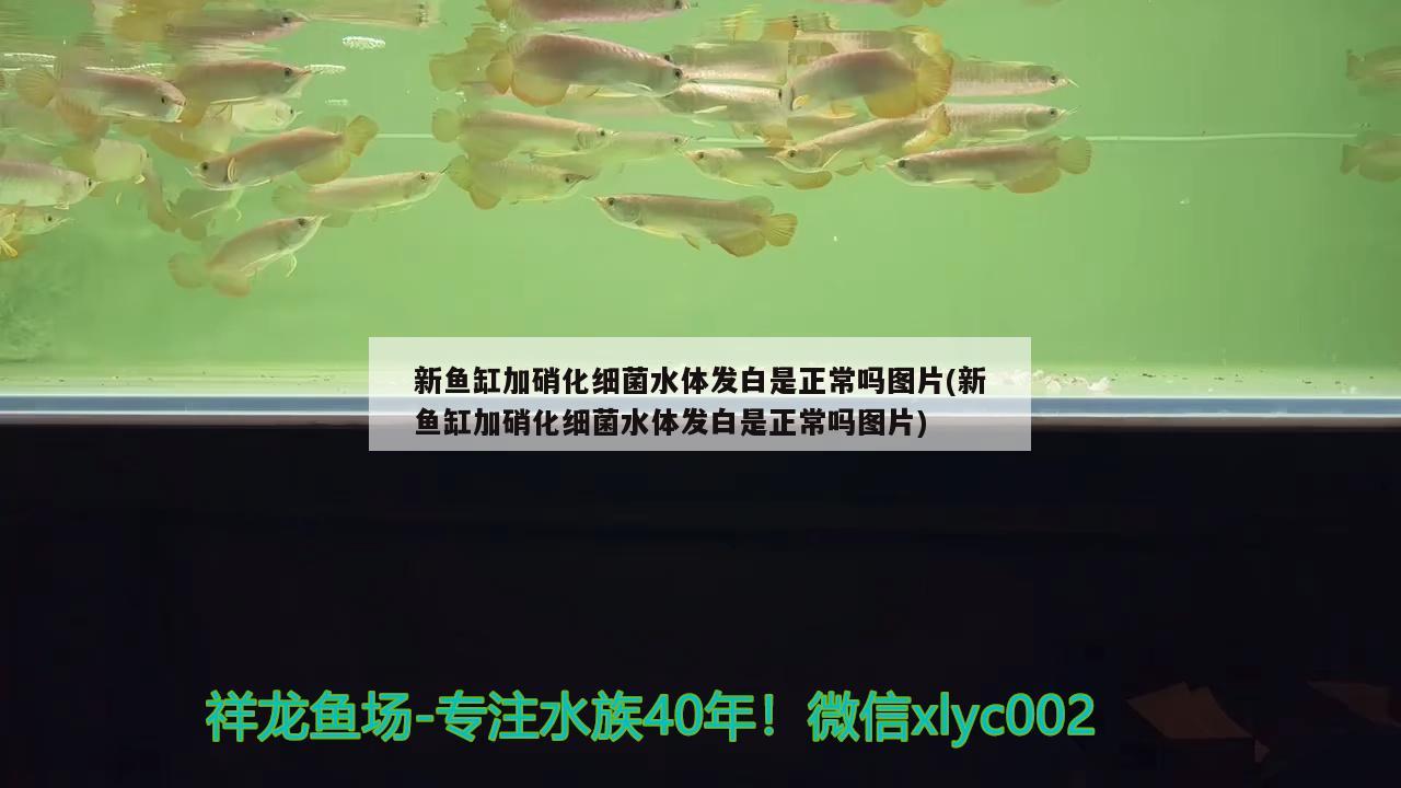 新魚缸加硝化細菌水體發(fā)白是正常嗎圖片(新魚缸加硝化細菌水體發(fā)白是正常嗎圖片) 硝化細菌