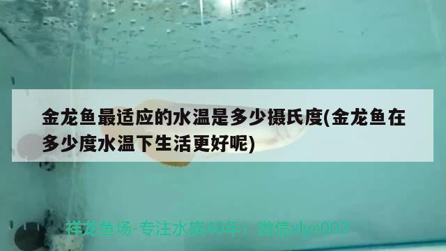 金龍魚最適應(yīng)的水溫是多少攝氏度(金龍魚在多少度水溫下生活更好呢) 紅眼黃化幽靈火箭魚|皇家火箭魚