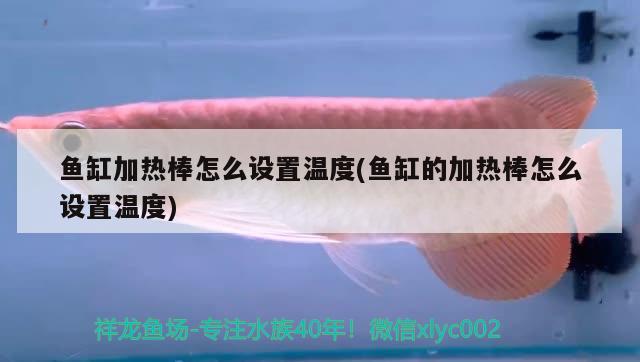 魚缸加熱棒怎么設(shè)置溫度(魚缸的加熱棒怎么設(shè)置溫度)