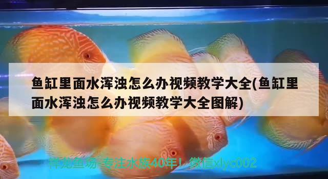 魚缸里面水渾濁怎么辦視頻教學(xué)大全(魚缸里面水渾濁怎么辦視頻教學(xué)大全圖解) 黃金夢幻雷龍魚