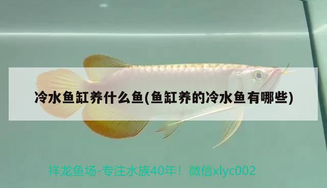 養(yǎng)七彩魚多大魚缸合適呢（七彩需要多大魚缸）