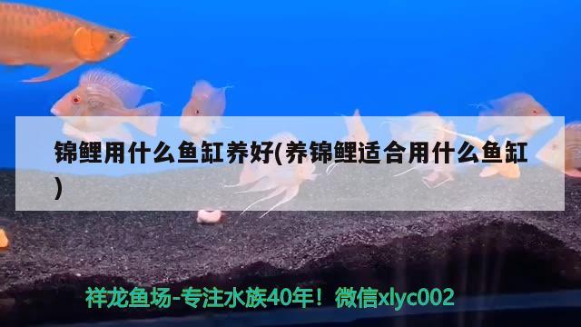 紅龍魚多長(zhǎng)時(shí)間變色一次正常(紅龍魚多久開始發(fā)色)