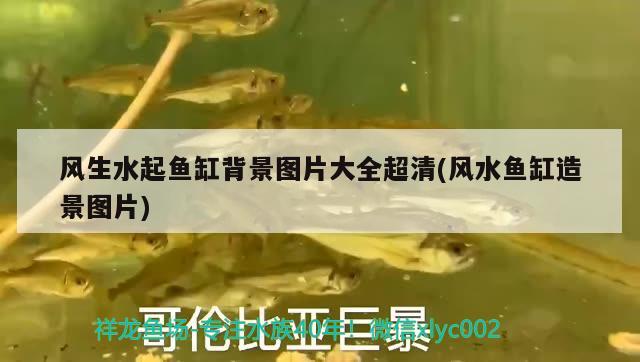 風生水起魚缸背景圖片大全超清(風水魚缸造景圖片)