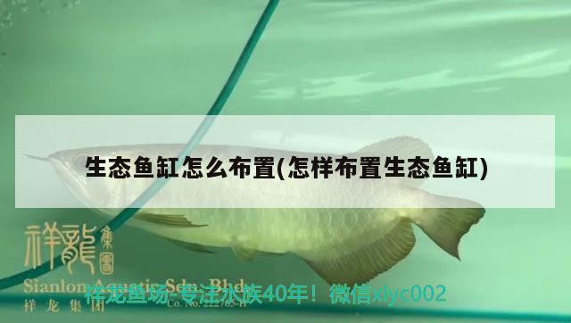 克拉瑪依魚缸批發(fā)電話號碼(克拉瑪依二手魚缸) 斑馬鴨嘴魚苗 第2張