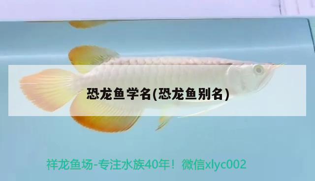 恐龍魚學(xué)名(恐龍魚別名)