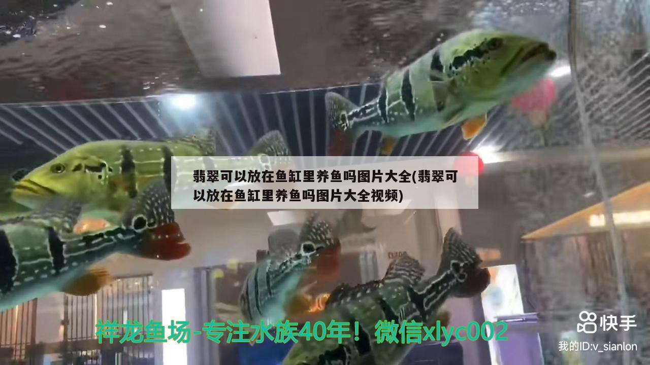 翡翠可以放在魚缸里養(yǎng)魚嗎圖片大全(翡翠可以放在魚缸里養(yǎng)魚嗎圖片大全視頻) 蘇虎苗（蘇門答臘虎魚苗）