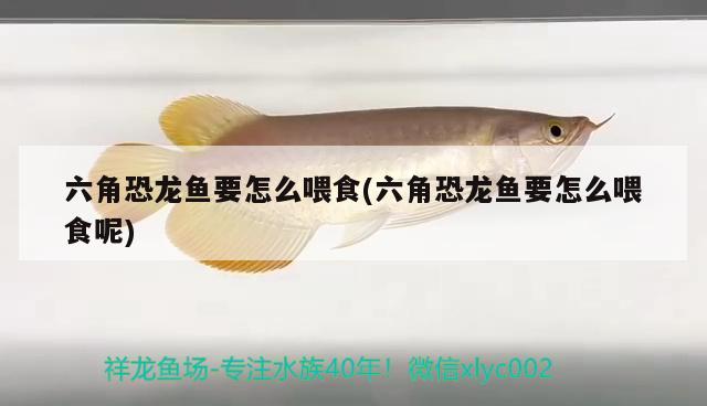 六角恐龍魚(yú)要怎么喂食(六角恐龍魚(yú)要怎么喂食呢) 照明器材