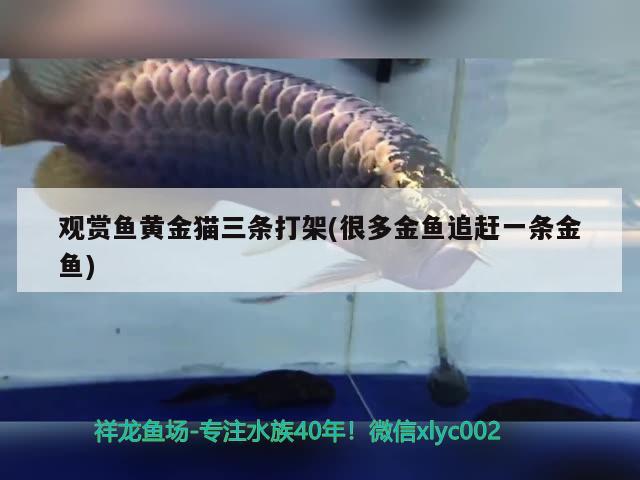 觀賞魚黃金貓三條打架(很多金魚追趕一條金魚) 黃金貓魚百科