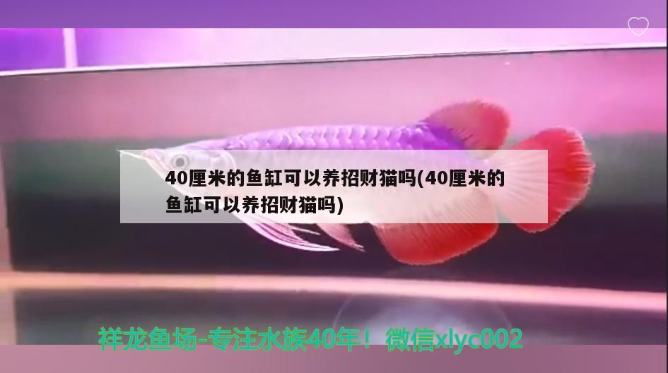 40厘米的魚缸可以養(yǎng)招財(cái)貓嗎(40厘米的魚缸可以養(yǎng)招財(cái)貓嗎) 慈雕魚