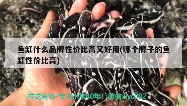 魚缸什么品牌性價比高又好用(哪個牌子的魚缸性價比高) 白子銀龍苗（黃化銀龍苗） 第1張