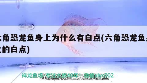 六角恐龍魚身上為什么有白點(diǎn)(六角恐龍魚身上的白點(diǎn)) 元寶鯽