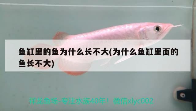 魚缸里的魚為什么長不大(為什么魚缸里面的魚長不大) 古典過背金龍魚