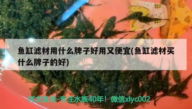 魚缸濾材用什么牌子好用又便宜(魚缸濾材買什么牌子的好) 魚缸水泵