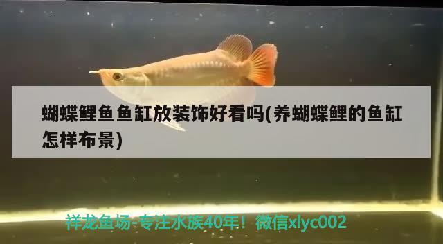 蝴蝶鯉魚魚缸放裝飾好看嗎(養(yǎng)蝴蝶鯉的魚缸怎樣布景) 蝴蝶鯉 第2張