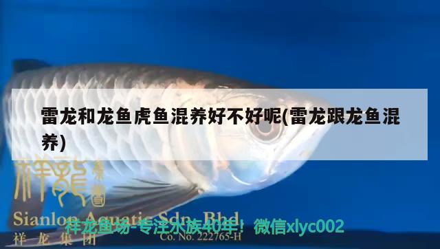 雷龍和龍魚虎魚混養(yǎng)好不好呢(雷龍跟龍魚混養(yǎng)) 虎魚百科