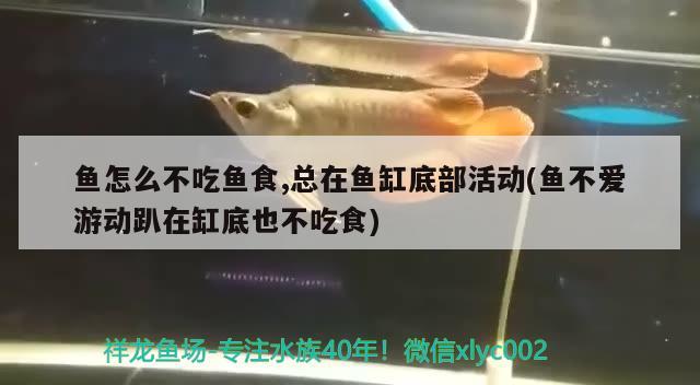 魚缸潛水泵推薦性價比（魚缸用什么泵比較好） 魚缸百科 第1張