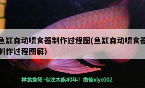 魚缸自動喂食器制作過程圖(魚缸自動喂食器制作過程圖解) 喂食器