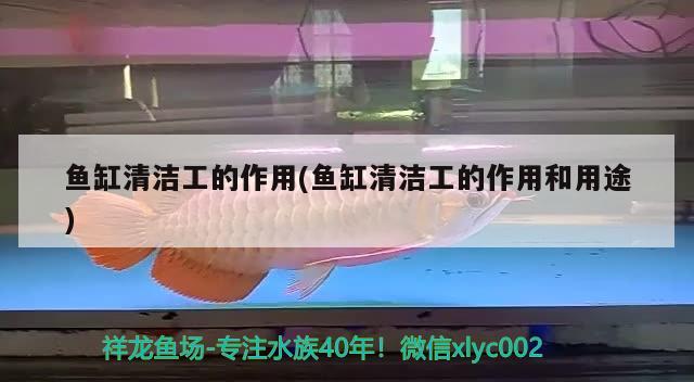 魚(yú)缸清潔工的作用(魚(yú)缸清潔工的作用和用途) 丹頂錦鯉魚(yú)