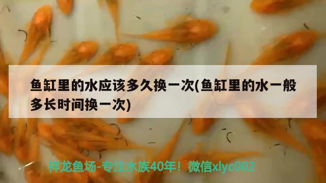 金龍魚可以長多大多長(金龍魚可以長到多長) 非洲象鼻魚