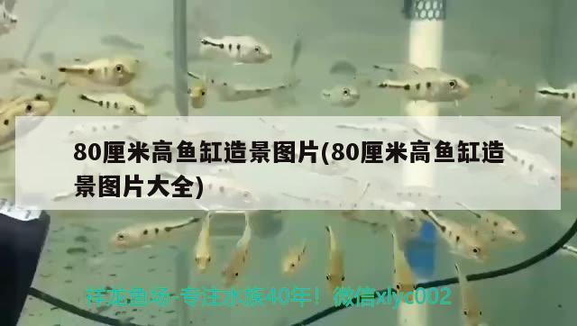 80厘米高魚缸造景圖片(80厘米高魚缸造景圖片大全)