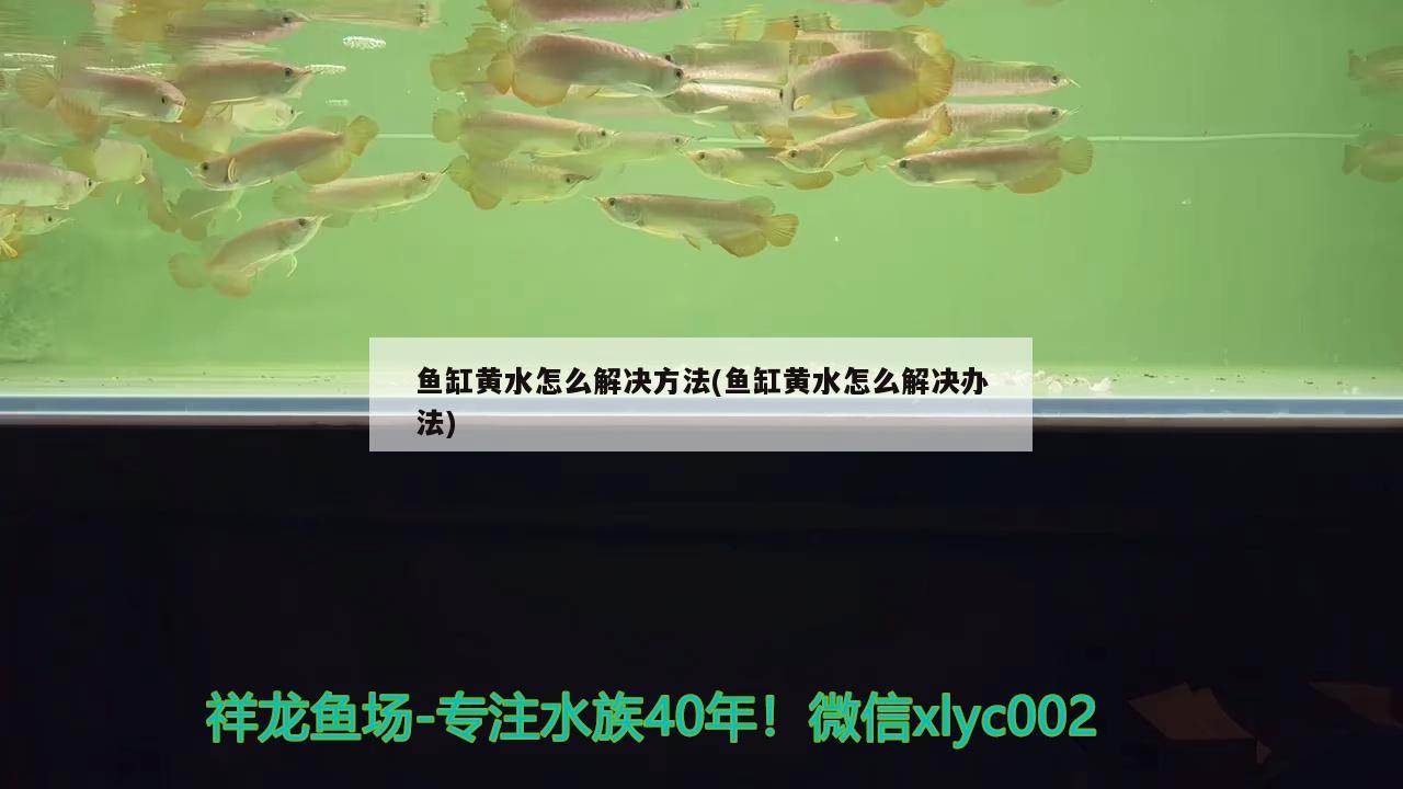 魚缸黃水怎么解決方法(魚缸黃水怎么解決辦法) 杰西卡恐龍魚