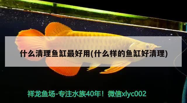 什么清理魚缸最好用(什么樣的魚缸好清理) 斑馬狗頭魚