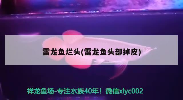 三條巴西亞魚，兩條粗線魚，問一下：能養(yǎng)青苔鼠嗎，最好養(yǎng)的大型觀賞魚 巴西亞魚 第3張