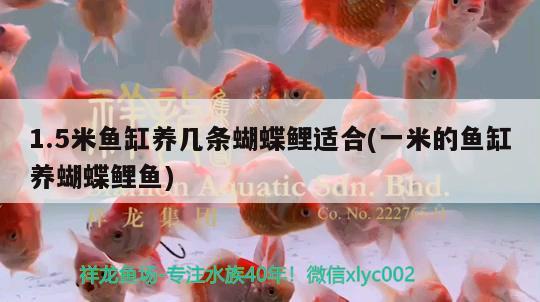 觀賞魚怎么賣出去的（觀賞魚賣給誰） 黃金斑馬魚