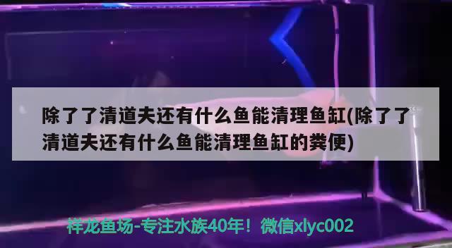 香港觀賞魚進口到深圳物流多少錢：香港觀賞魚進口到深圳物流多少錢一噸