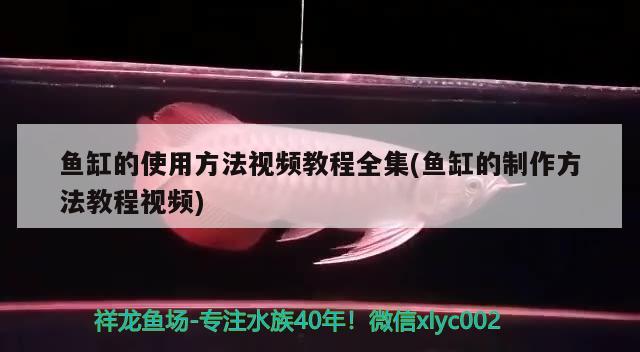 魚(yú)缸的使用方法視頻教程全集(魚(yú)缸的制作方法教程視頻) 元寶鳳凰魚(yú)專(zhuān)用魚(yú)糧