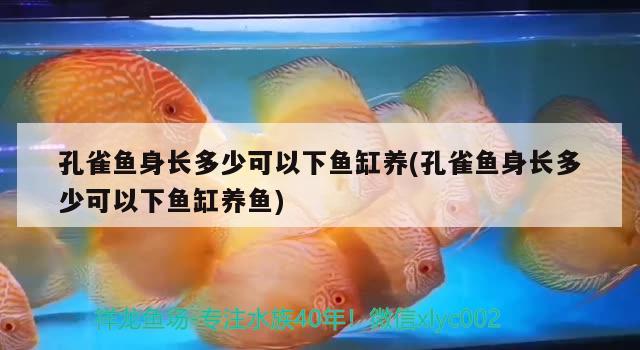 這是元寶鳳凰嘛？ 進(jìn)口元寶鳳凰魚 第3張