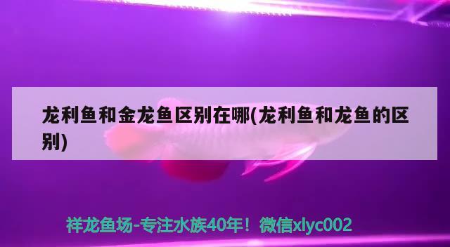 石家莊吃銀龍魚的地方有哪些：石家莊吃小龍蝦的地方