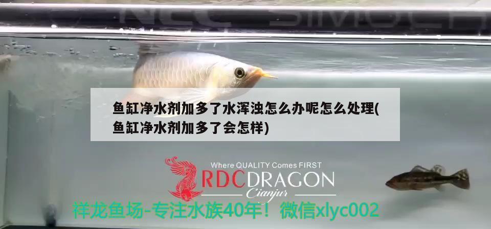 魚缸凈水劑加多了水渾濁怎么辦呢怎么處理(魚缸凈水劑加多了會怎樣) 銀河星鉆魚