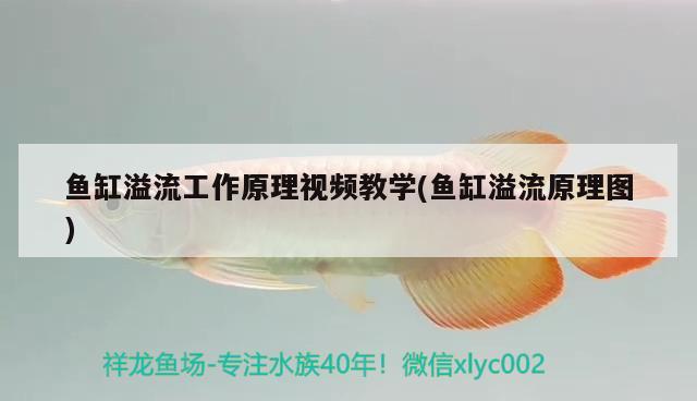 魚缸溢流工作原理視頻教學(魚缸溢流原理圖) 肺魚 第2張