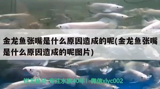 漳州觀賞魚市場新手請問淡水魚適合養(yǎng)什么