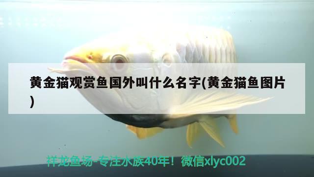 黃金貓觀賞魚國外叫什么名字(黃金貓魚圖片)