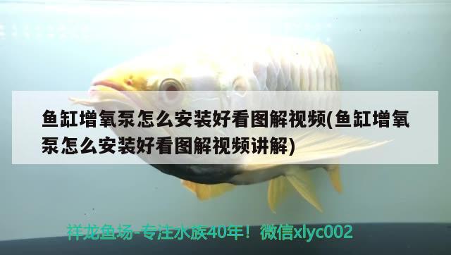 魚缸增氧泵怎么安裝好看圖解視頻(魚缸增氧泵怎么安裝好看圖解視頻講解) 泰國(guó)虎魚 第2張